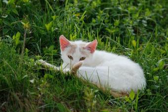 Apartamento Pagony Pihen? Farm