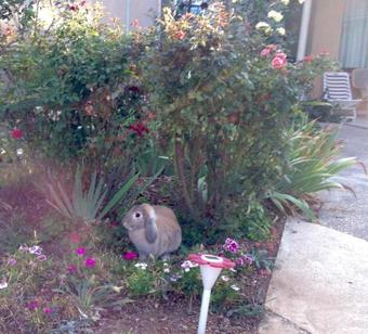 ????? ???? - Chavaya Barama