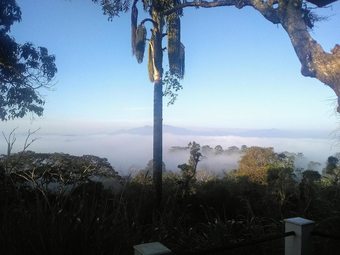 Hotel Forestdale Coorg