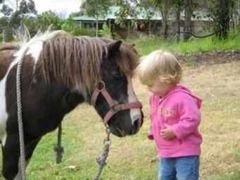 Diamond Forest Cottages