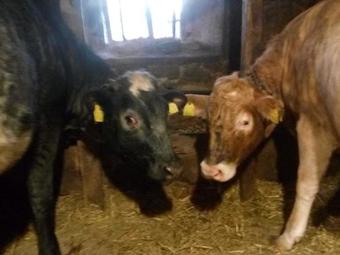 Agroturismo Agriturismo Belvedere