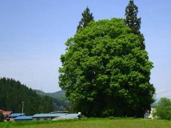 Apartamentos West Kumegawa 301