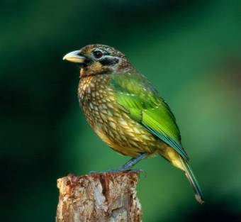 Chambers Wildlife Rainforest Lodges