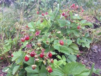 Turbaza Kedroviy Bereg