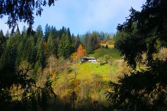 Posada Sadyba Lisova Kvitka