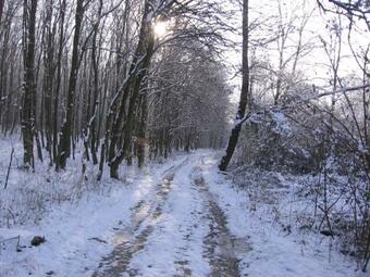 Alm�si R�ti Erd�szlak