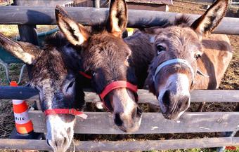 Posada Allegra Fattoria