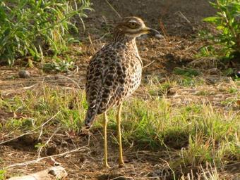 Hotel Wayando Beach Eco Lodge