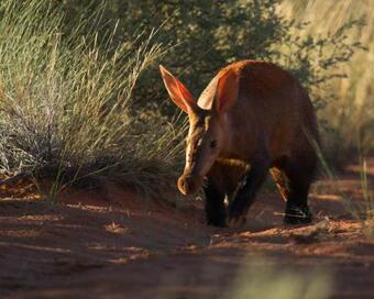 Lodge Tswalu Kalahari Reserve