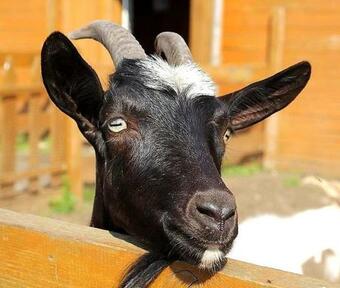 Cottage Resort Spas Kamenka