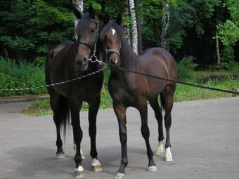 Hotel Mesto Otdykha Medveditsa