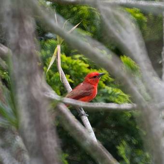 Hotel Rosa Dos Ventos