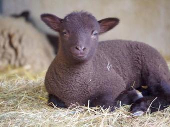 Holiday Home The Milking Parlour