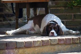 Bed & Breakfast Magpies Lodge