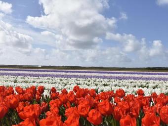 Cozy Holiday Home In Callantsoog Near Sea