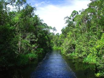 Posada Rimba Orangutan Eco Lodge