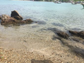 Hotel Tree Roots Retreat