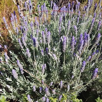 The Church Gawler Barossa Region