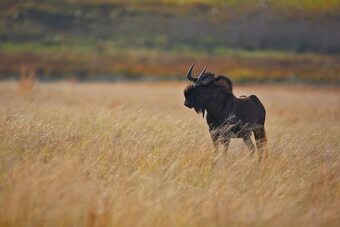 Ezemvelo Nature Reserve