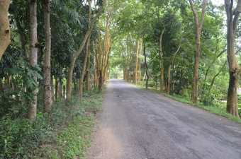 Hotel Lawachara Eco Cottage