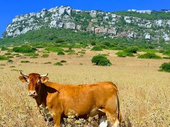 House With 2 Bedrooms In El Chaparral, With Wonderful Sea View And Enclosed Garden - 2 Km From The Beach