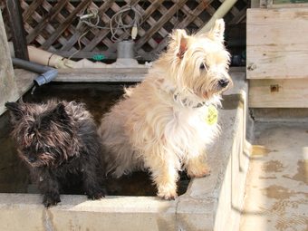 Petit Hotel Paddington House