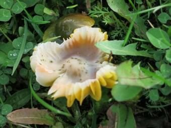 Cozy Holiday Home In Steinthaleben Near Lake