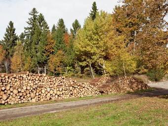 Apartment Vogelsang Dachsberg Urberg