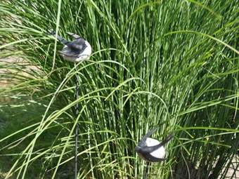 Hostal Pension Schwalbennest