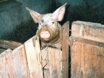 Spacious Apartment Near Forest In Oberprechtal