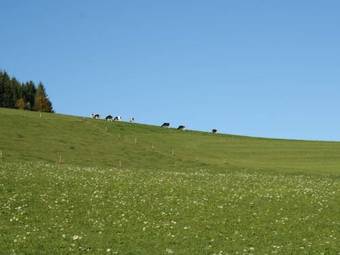 Apartment Brandenberg Todtnau