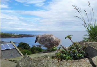 Bed & Breakfast Colstoncraig