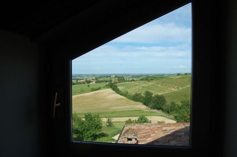 B&B Fraxinus Excelsior