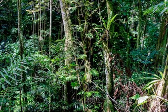 Hotel The Lion House Jamaica