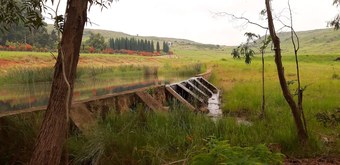 Elands Valley - Flufftail