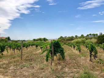 Agroturismo Mas Gelam�