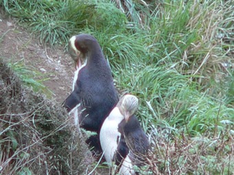 Bed & Breakfast Kepplestone By The Sea