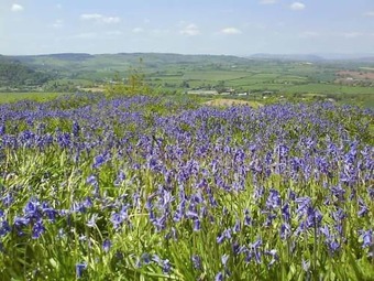 Norton House B&B & Cottages