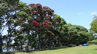 Hotel Bream Bay Lodge