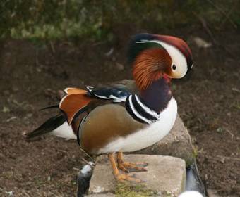 Gite Du Domaine Du Feyel