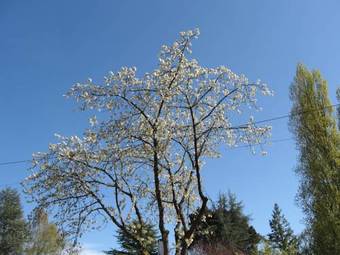 Bed & Breakfast Le Cougou