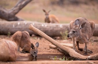 Hotel Arkaba All Inclusive