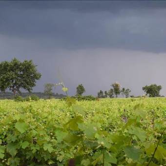 Hotel Chambre D'hotes La Canauloise