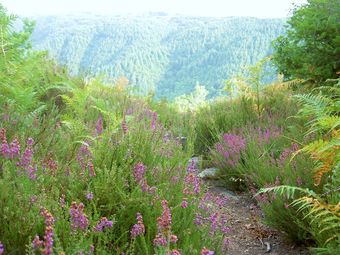 Hotel Domaine Du Vidal