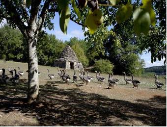 Hotel Domaine De La Rhonie