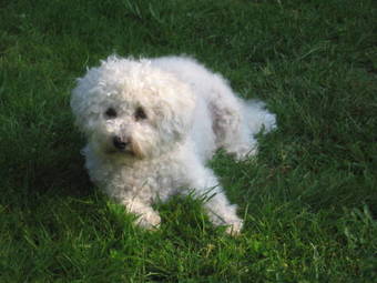 Apartamento Romantic Studio Vacances