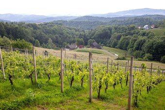 Agroturismo Apartment At The Vesel Homestead, Local Experience