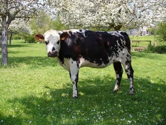 Bed & Breakfast La Ferme Du Mott�