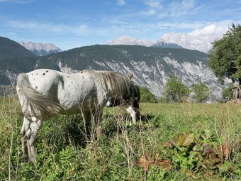 Lush Apartment With Swimming Pool In Silz