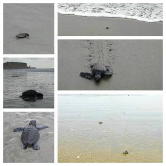 Hotel The Sea Garden House